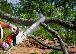 How Our Tree Care Process Works  in  Shortsville, NY